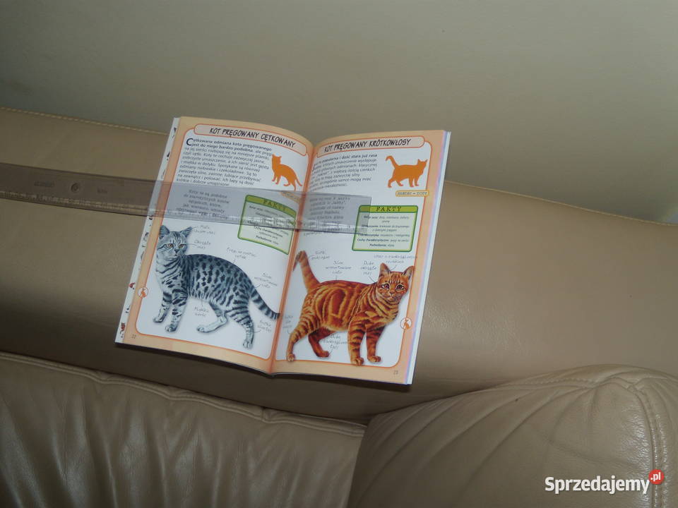 Koty rozpoznać 50 ras Warszawa