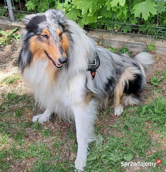 Owczarek szkocki Collie siczka sprzedam