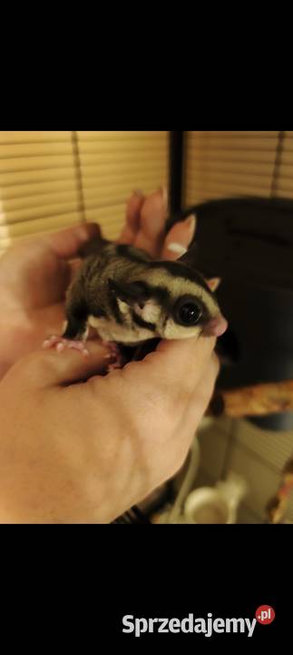 Lotopałanka karłowata Zamarski