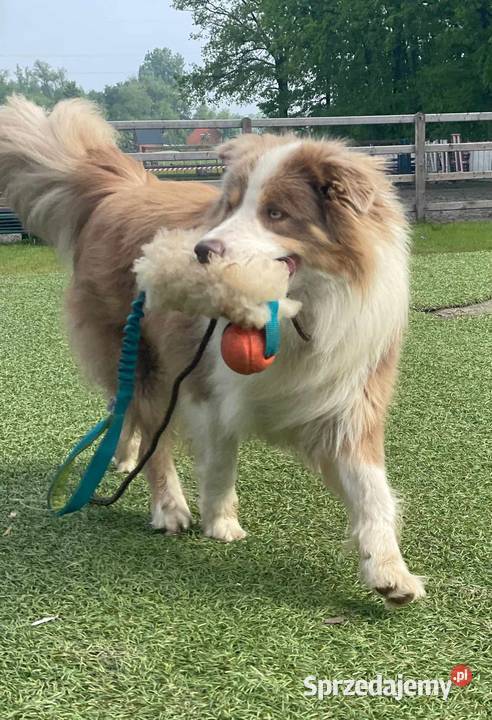 Border Collie FCI suczka do dogoterapii dotowa Dębica