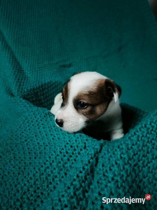 Wzorcowy Jack Russell gładki piękny exterrier opolskie Krapkowice