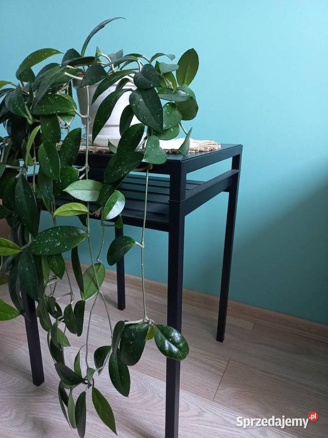 Hoja kwiat doniczkowy roślina pokojowa Kraków