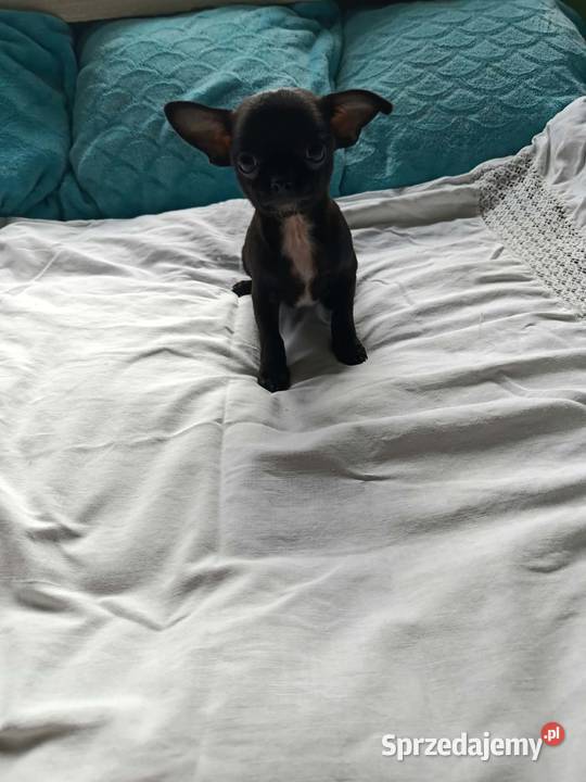 Czarny piesek Chihuahua szuka kochającego domu Płońsk