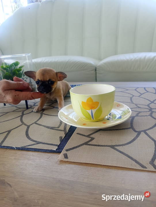 CHIHUAHUA mini suczka opolskie Opole