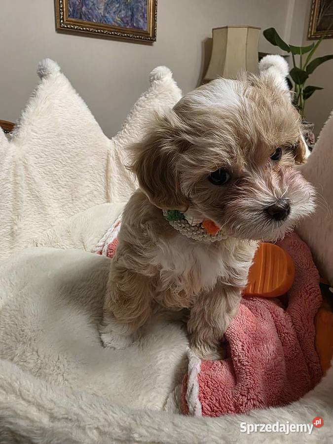 Maltipoo suczka mini xxs Poznań