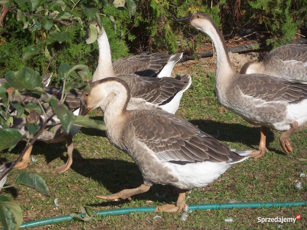 Gęsi kubańskie