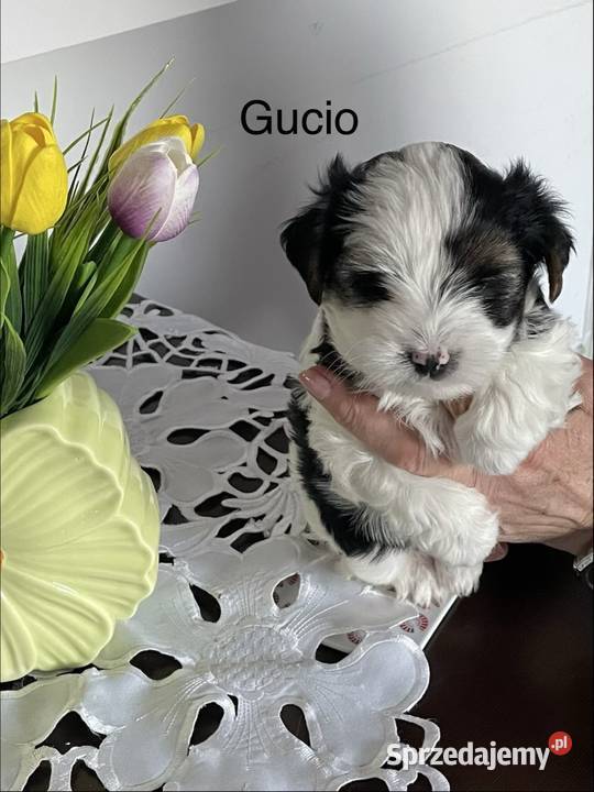 Yorkshire Trrier Biewer piesek Ostrożnica