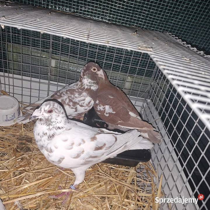 Golebie Niedrzwica Duża