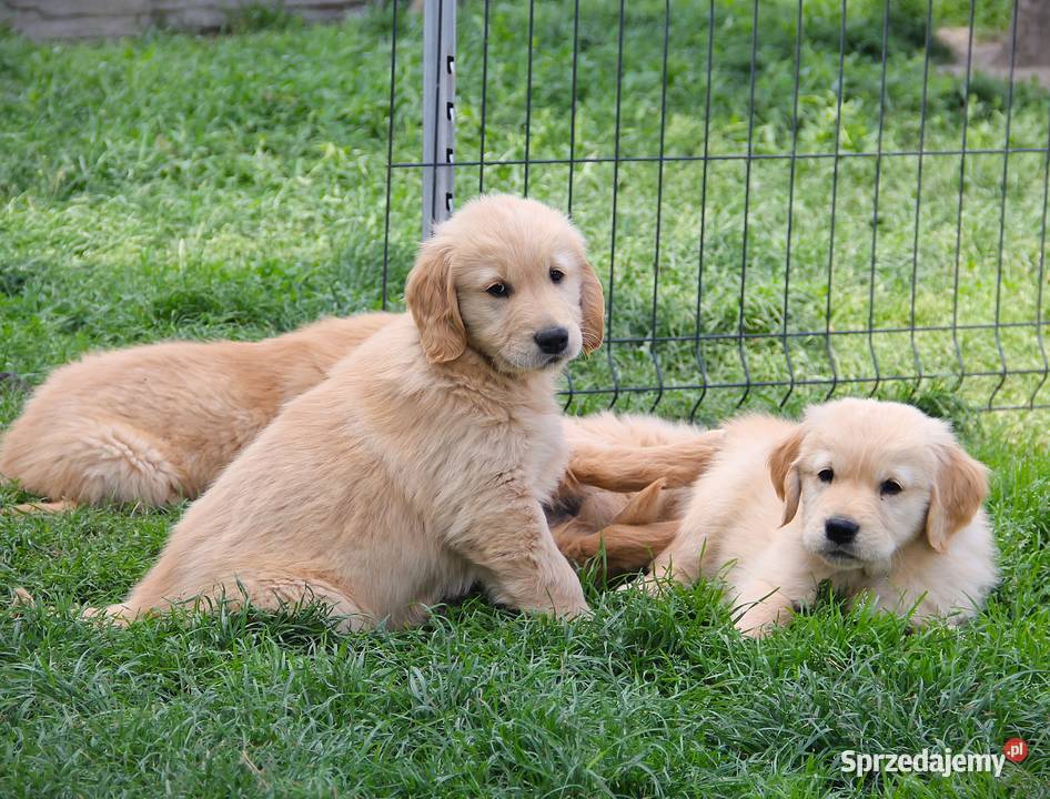 Chłopczyk linii Amerykański Golden Retriever opolskie