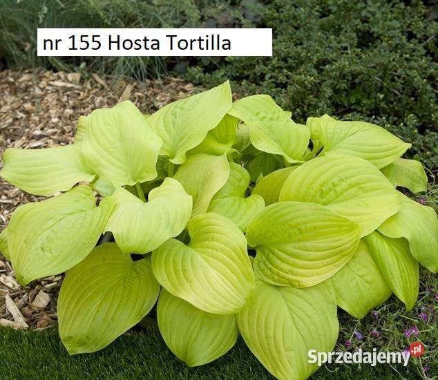 Hosty kwiaty do cienia Liściaste Opole sprzedam