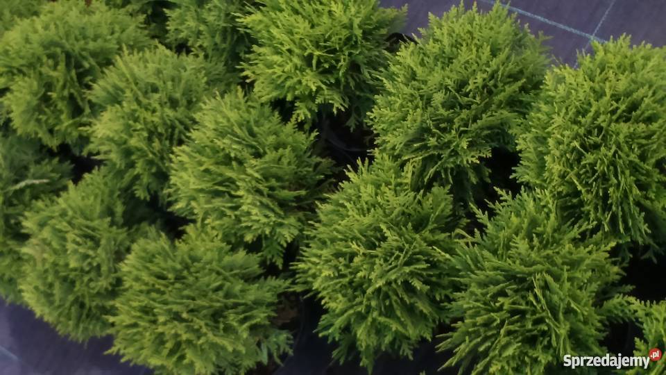 Tuja Danica Thuja occidentalis Danica Garlica Duchowna