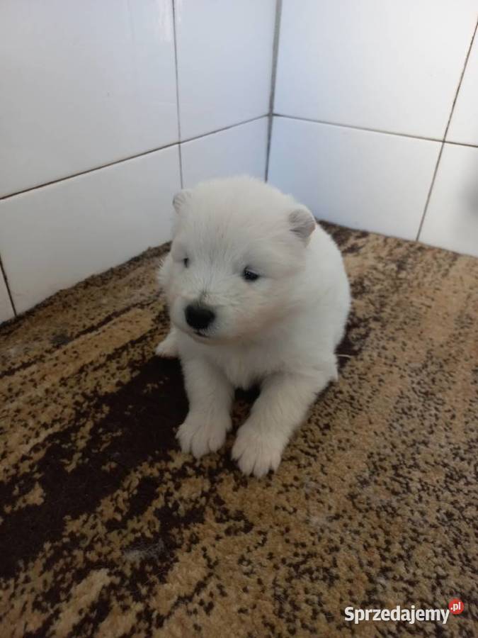 Szczenięta Samoyed