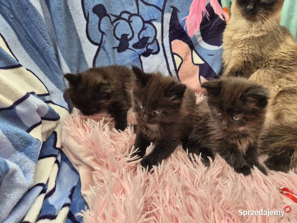 CZARNE Syberyjskie Kocurki rodowód FPL Stary Broniszew