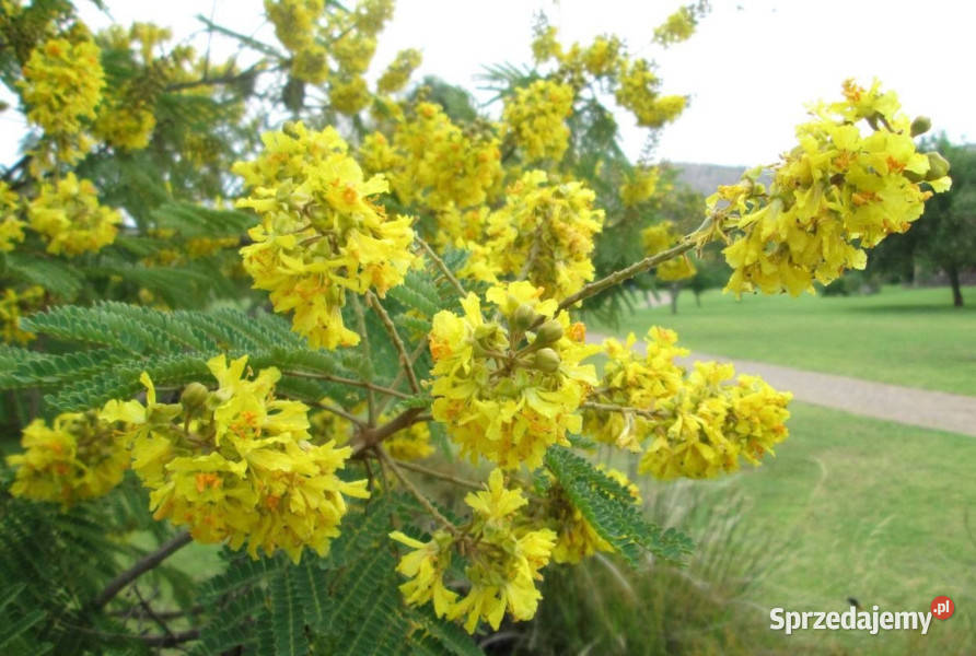 PLECIONKA PŁACZĄCA Peltophorum africanum NASIONA kujawsko-pomorskie Lubanie