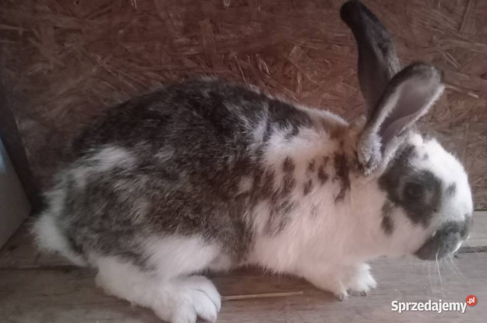 Mam do sprzedania samca szrokacz śląskie Zajączki Pierwsze