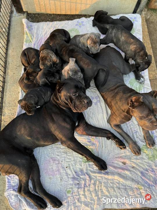 Szara suczka Cane Corso ZKwPFCI Zawoja