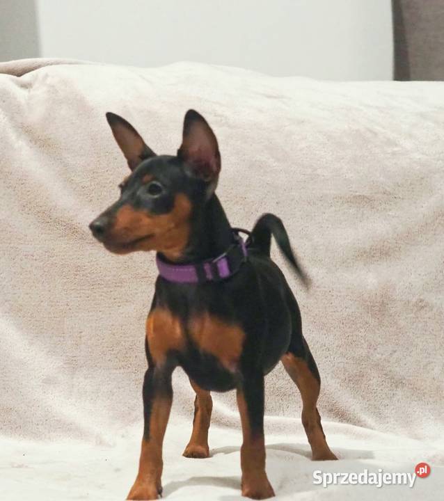 Pinczer miniaturowy ZKwP FCI przebadane bogata sprzedam