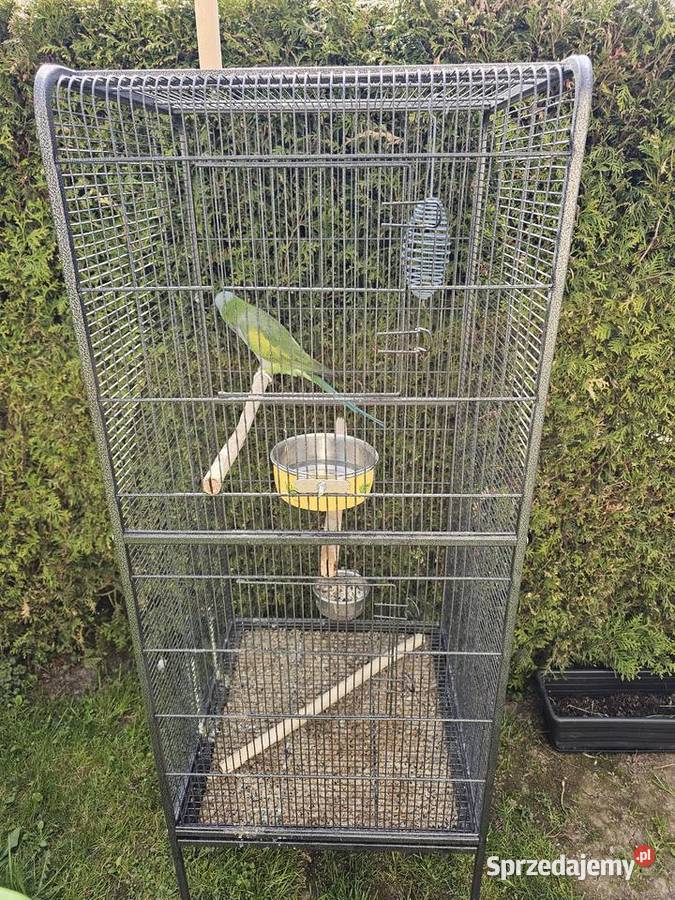 Sprzedam Aleksandreta Chińska sprzedam