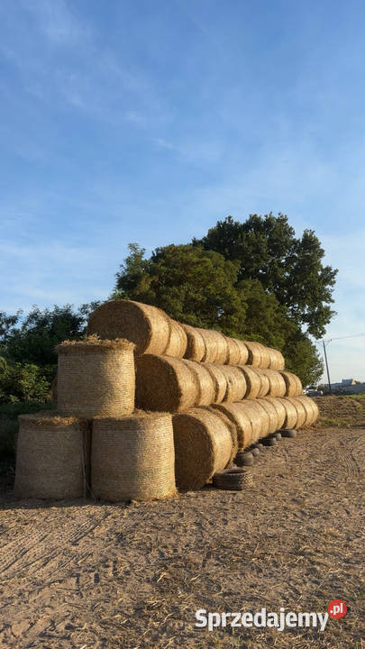 Słoma pszenna baloty 125 Trawy, słoma