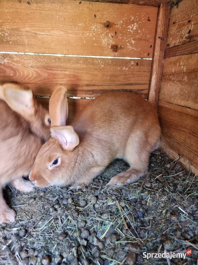 Baran francuski i burgundzkie Wola Rębkowska sprzedam