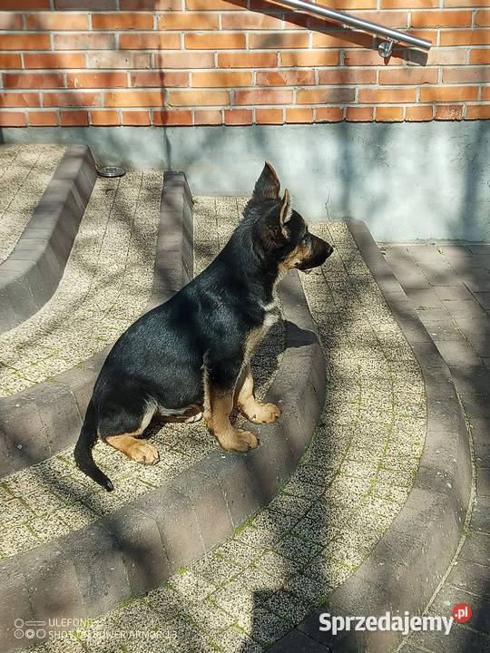 Owczarek niemiecki uzytkowy Owczarek Brąszewice sprzedam