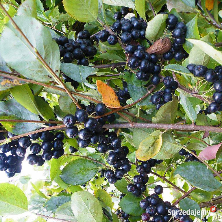 100Sadzonki Aronii Aronia Sadzonki Nero 3 LETNIE Bytom sprzedam