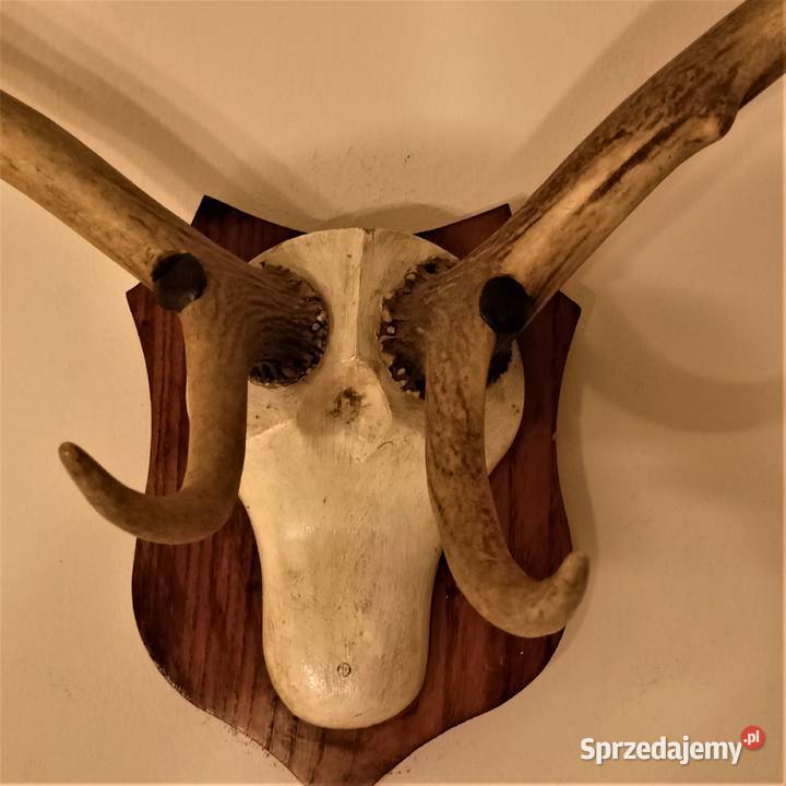 Poroże jelenia rogi Łódź
