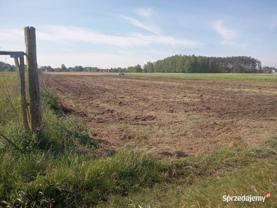 Brony polowe zębatki 3 Radnica