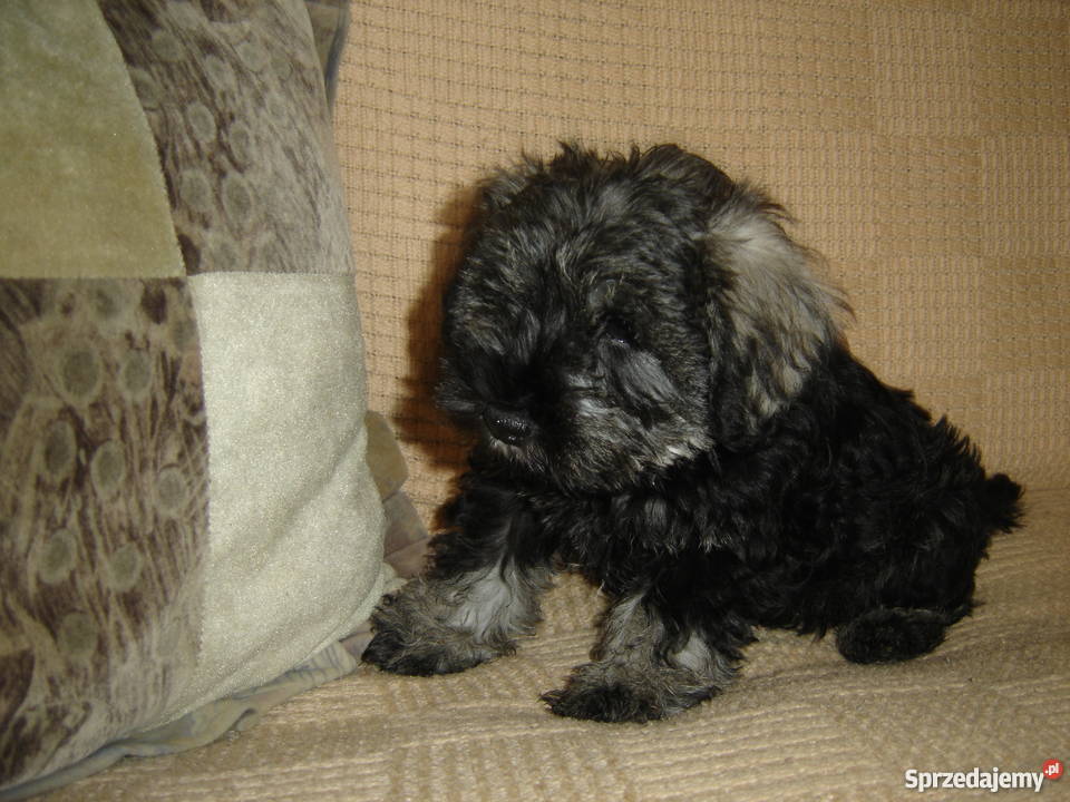 sznaucer miniaturowysznaucer miniatura Gagowy Nowe sprzedam