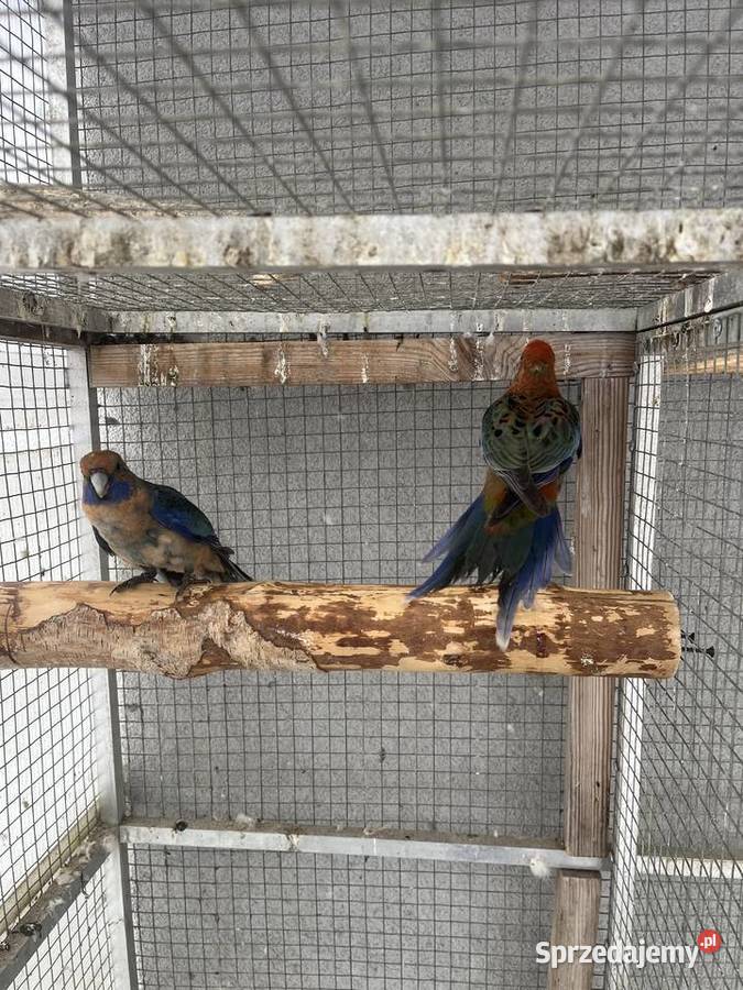 Rozelle królewskie śląskie