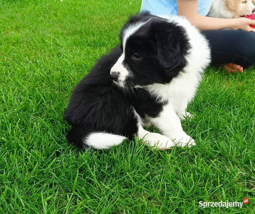 Border Collie FCI suczka do dogoterapii podkarpackie Dębica