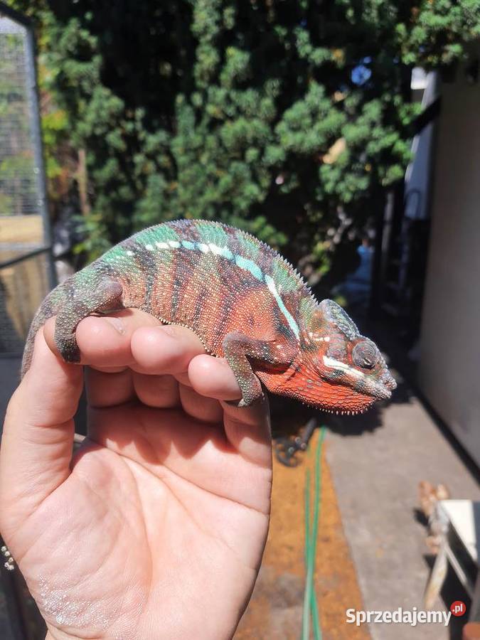 kameleon lamparci ambilobe red bar Lubień Kujawski