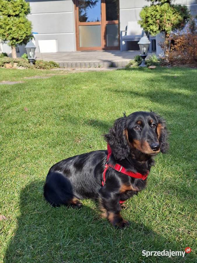 Jamnik długowłosy suczka 55 miesiąc mazowieckie Żyrardów