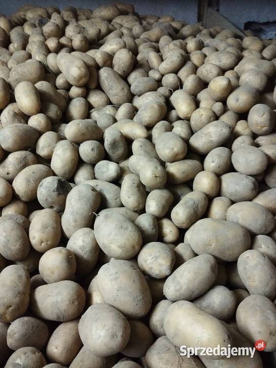 Ziemniaki Kraków sprzedam