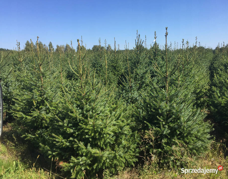 Nasadzenia zastępcze kompensacyjne brzoza klon