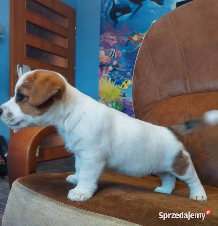 Jack russell terrier szczenięta Gostyń