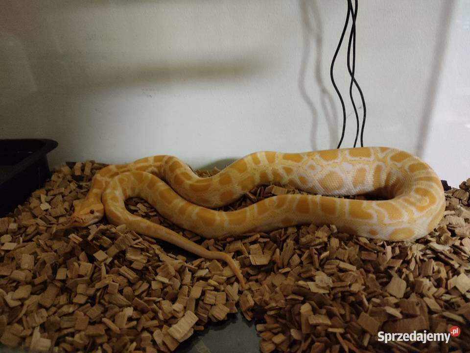 Pyton birmański Wejherowo