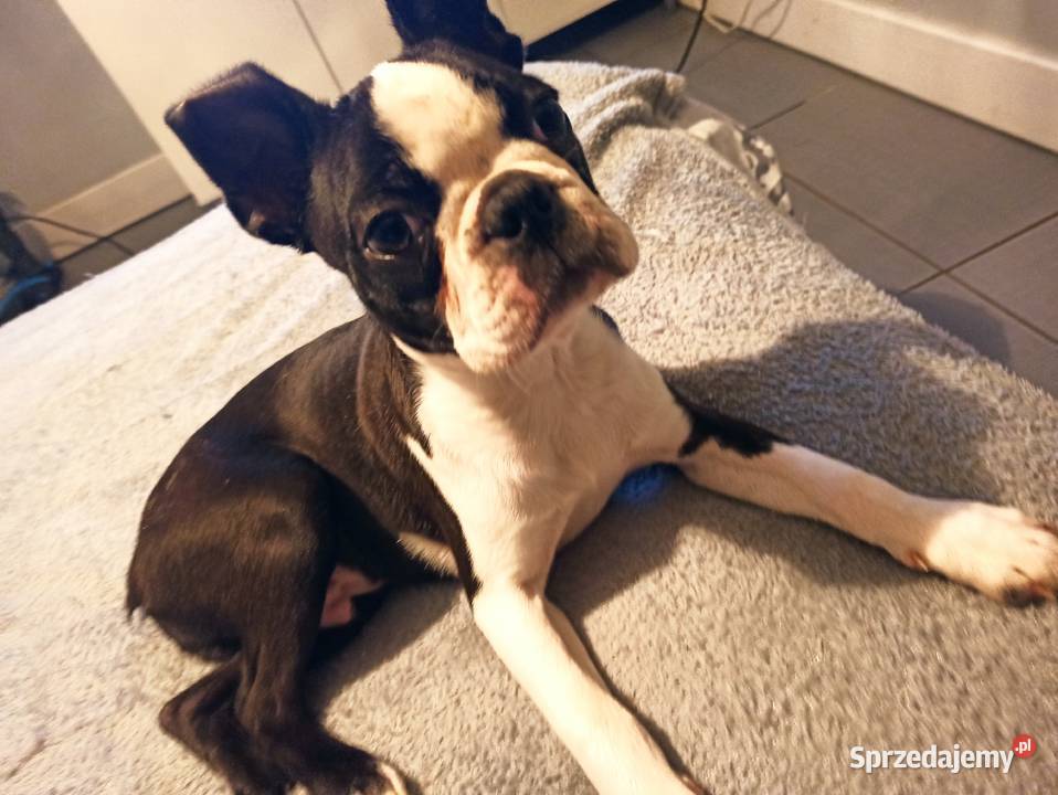 Boston terrier szczenięta