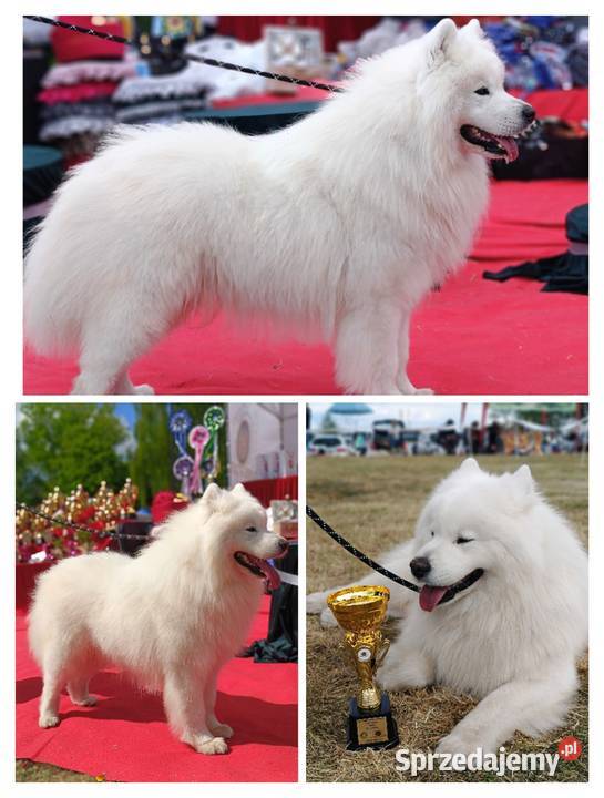 Szczeniaki Samoyed Olszówka