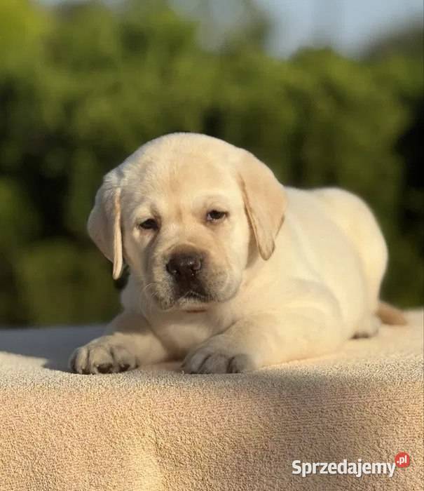Piękny szczeniak labradora