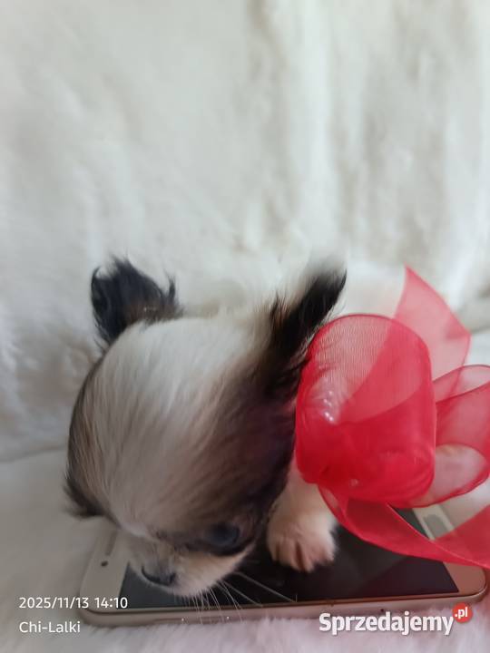 Chihuahua chłopiec samiec xxs dlugowlosy Psy kujawsko-pomorskie Inowrocław
