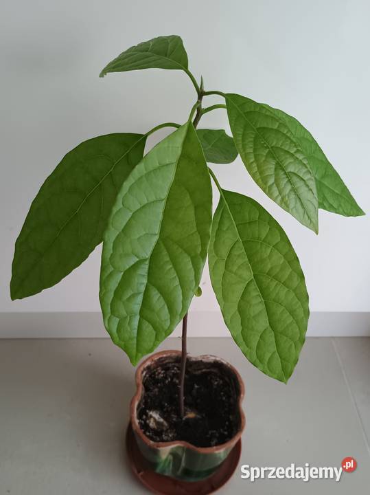 Kwiat Awokado w doniczceMłoda roślina avocado Łódź
