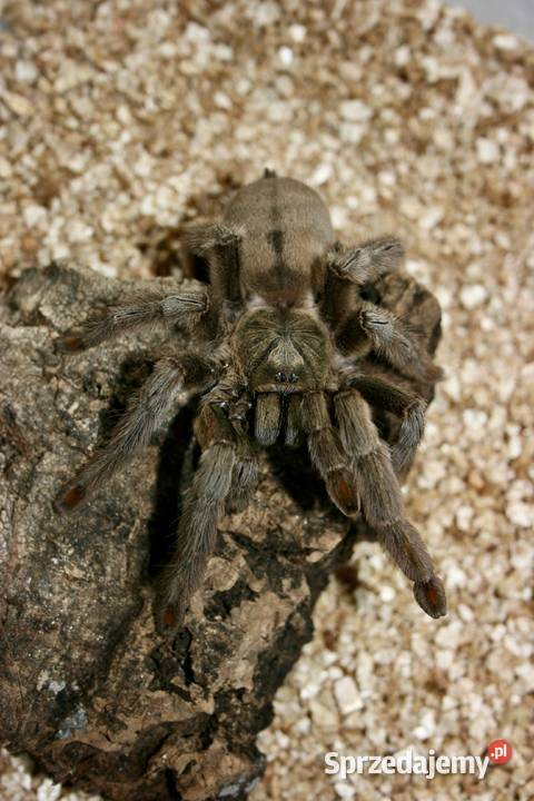 Psalmopoeus cambridgey samica śląskie Sosnowiec