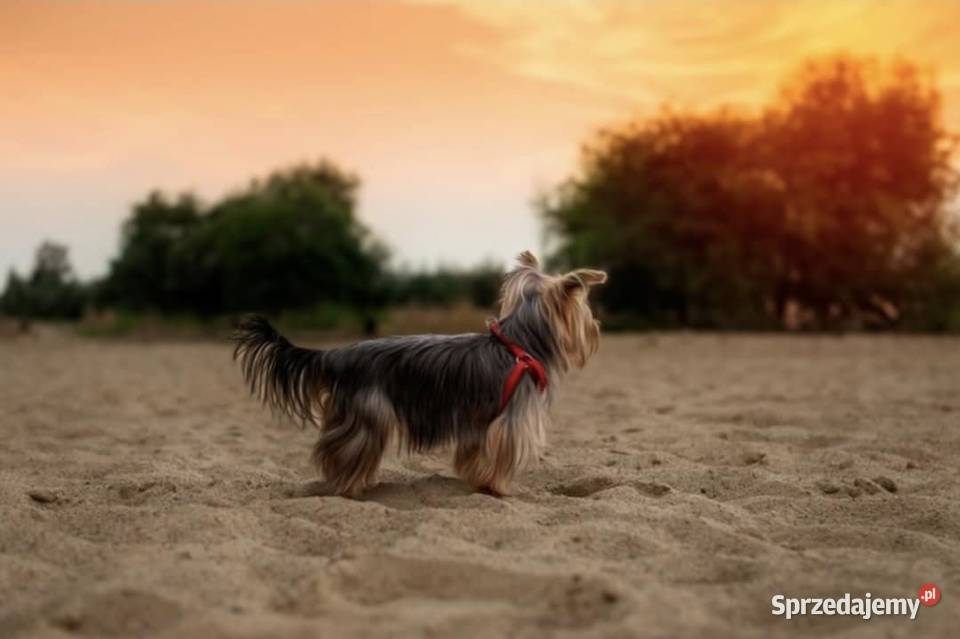 Yorkshire suczka 3 letnia warmińsko-mazurskie Morąg sprzedam