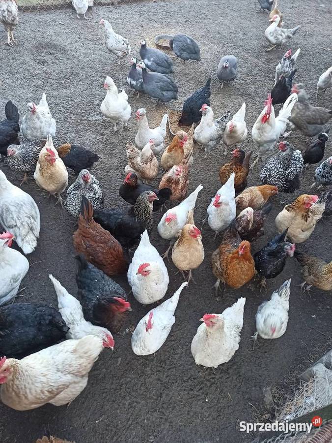 Jaja lęgowe kur mix niosek lilputki liliputy Krasnystaw