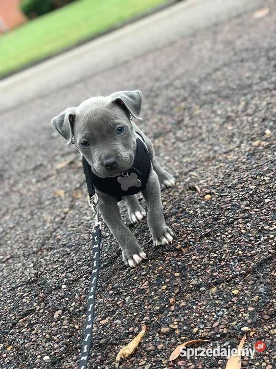 Piekne amstaffy Warszawa