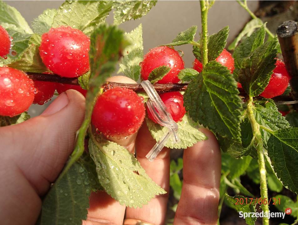 Wiśnia kosmata Prunus tomentosa w doniczce 3050