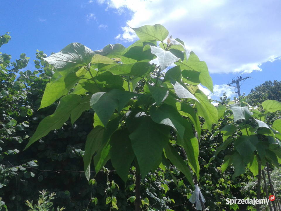surmia katalpa NANA szczepiona catalpa Rośliny lubelskie Puławy