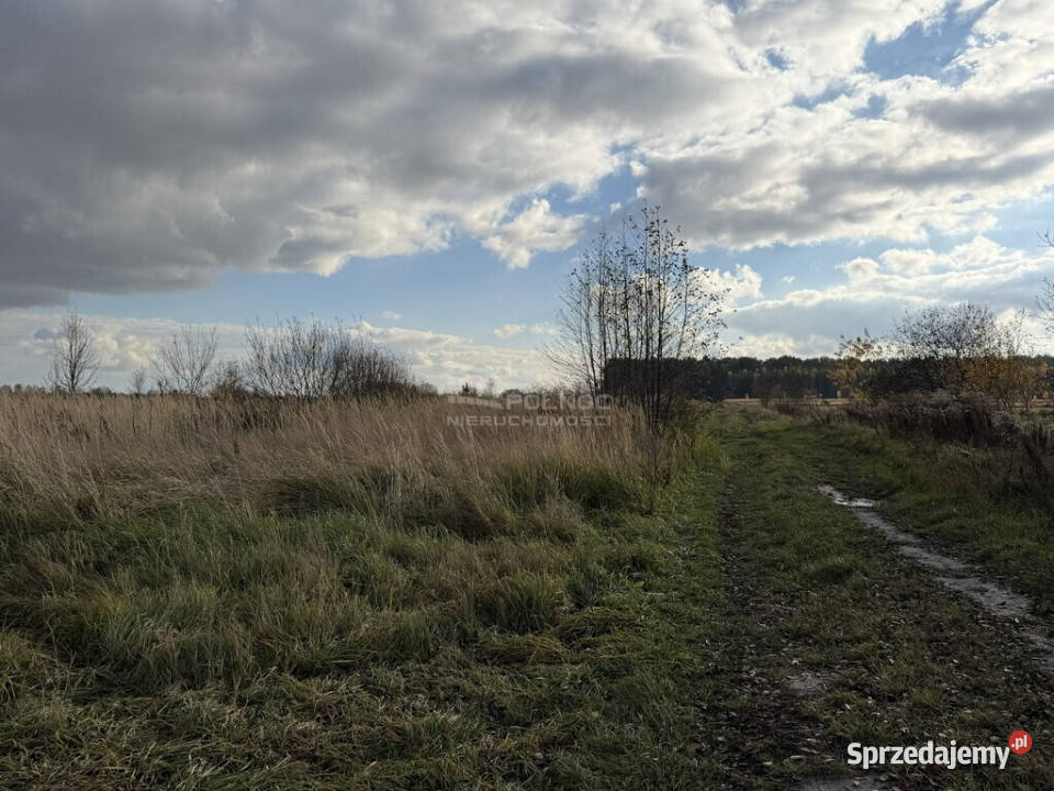 Działka rolna 247 ha Dominiczyn gmina Stary Brus polna