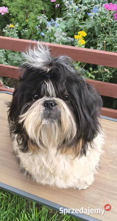 Shih tzu piesek FCI dolnośląskie Wałbrzych